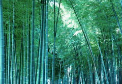 бамбук, лес