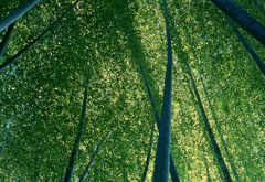 бамбук, зеленый
