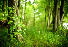 Лес, дерево, листья, трава, природа, макро