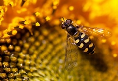 природа, подсолнух, пчела
