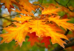 Природа, осень, листья
