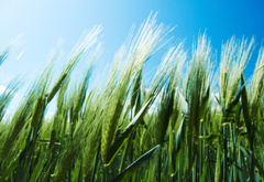 пшеница, небо, поле