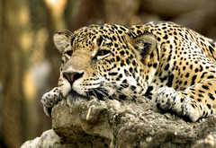 леопард, большая кошка, африка