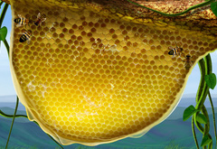 мёд , пчёлы
