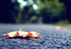 осень, листья, дорога, макро