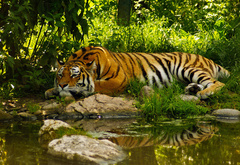 тигр, пруд, умиротворение, вода