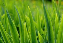 трава,растения