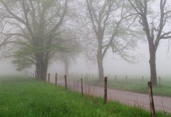 теннесси, америка, деревья, туман, дорога