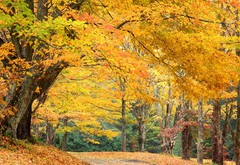 дорога, осень, лес, дерево