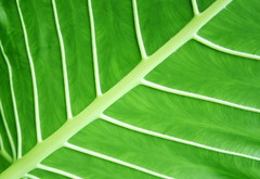 лист, растение, прожилки, зелень