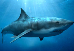 акула, под водой