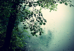 дождь, деревья, капля, вода