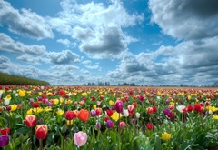 природа, поле, небо, тюльпаны
