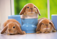 кролики, чашки