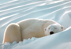 белый медведь, снег, спит