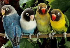 попугаи, птицы, цвета, краски