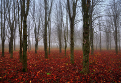 Природа, осень, туман