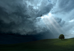 дерево, природа, поле, облака