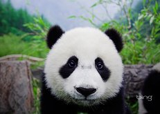 панда, Bing, лес