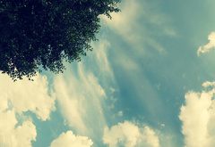 дерево, небо, облака, легкость