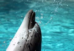 Бассейн, дельфин
