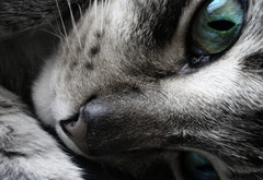 глаза, коты