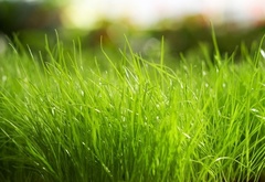 трава, зелень, растения