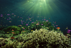 подводный мир, рыбы, кораллы, море, солнце