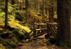 мост, лес, деревья, зелень, камни