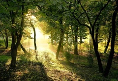 Foliage, green, forest, woods, lights, rays, sunny, sun