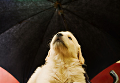golden, soft, retriever, puppy, pup, yellow, umbrella, opinion
