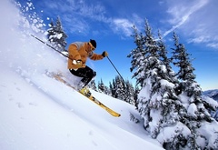 лыжник, спорт, зима, снег, спуск, ели