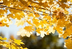 золотая, осень, клен, листья