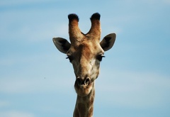 жираф, африка