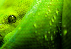 животные, змея, зеленая