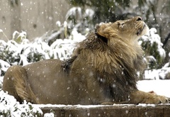 лев, снежинки