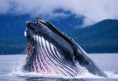 Горбатый кит, рыба, вода