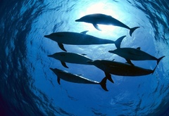 дельфины, глубина, море, рыба, морские жители