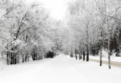 зима, природа, деревья, снег, белый, холодно, зима
