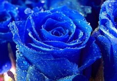 цветы, розы, синие