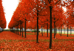 осень, деревья, листья, красные