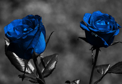 розы, синие, цвет, серое, фон