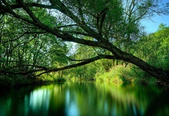 Дерево, листва, река
