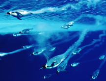 пингвины, вода, нырять, глубина