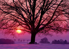 зима, дерево, закат