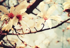 Сакура, цветок, дерево, макро