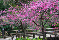 деревья, сакура, цветы, весна, лепестки