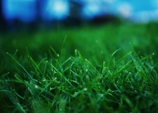 трава, зелень, газон, макро