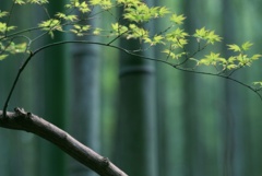 ветвь, бамбук, клен, япония