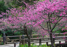 сакура, мост, япония, цветы, весна